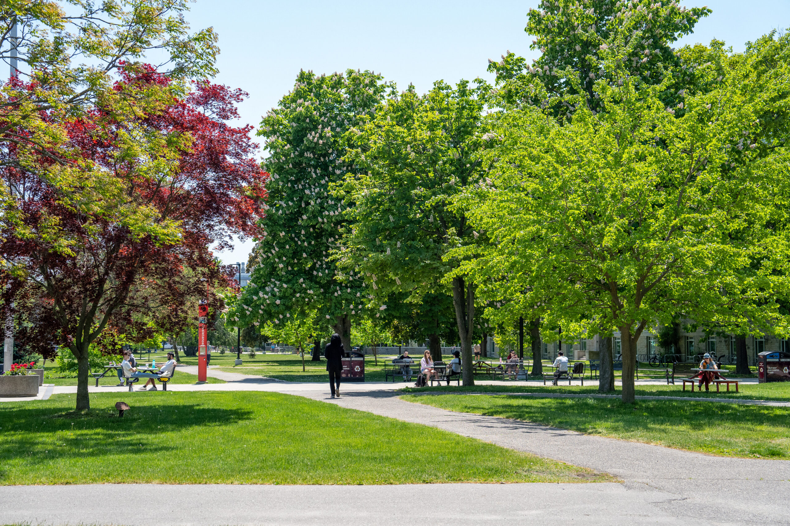 McMaster University campus in the spring